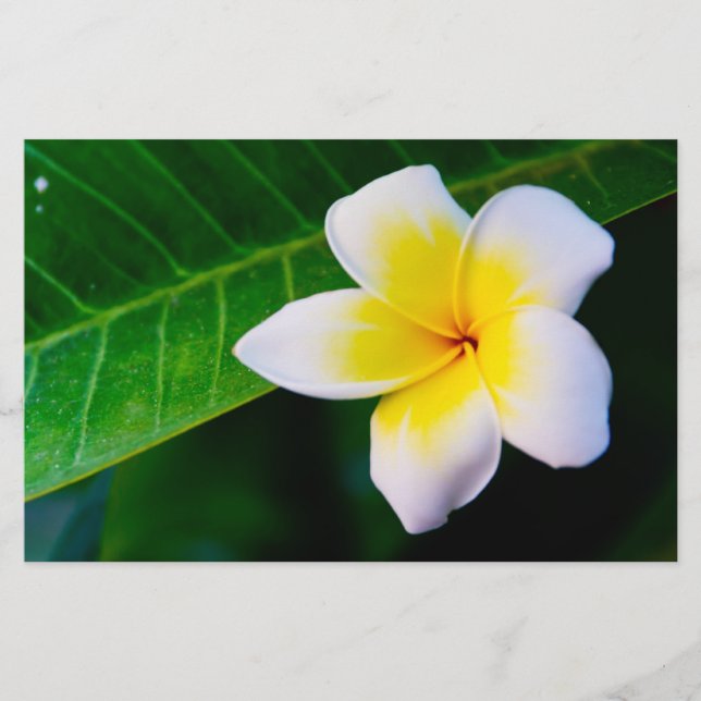 plumeria brevpapper (Framsida)