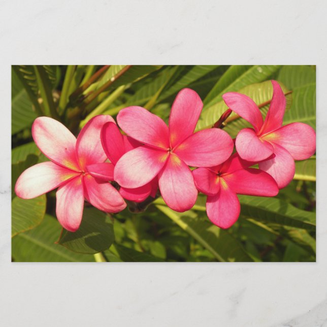 Plumeria Brevpapper (Framsida)