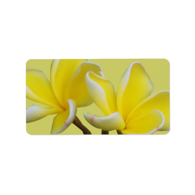Plumeria Business Adress/Shipping Labels Adressetikett (Framsidan)