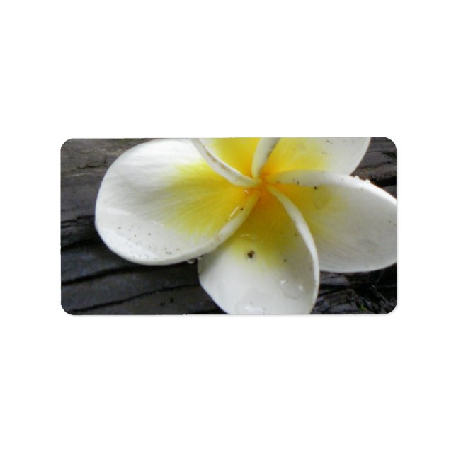 Plumeria Business Adress/Shipping Labels Adressetikett (Framsidan)