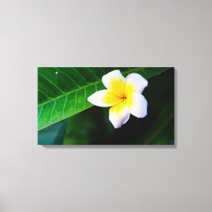 plumeria canvastryck
