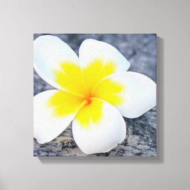 Plumeria Canvastryck (Framsida)
