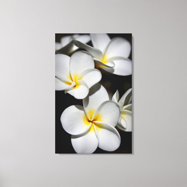 Plumeria Canvastryck (Framsida)