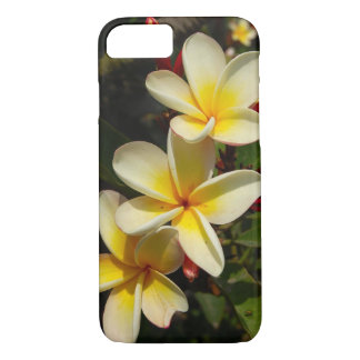 Plumeria
