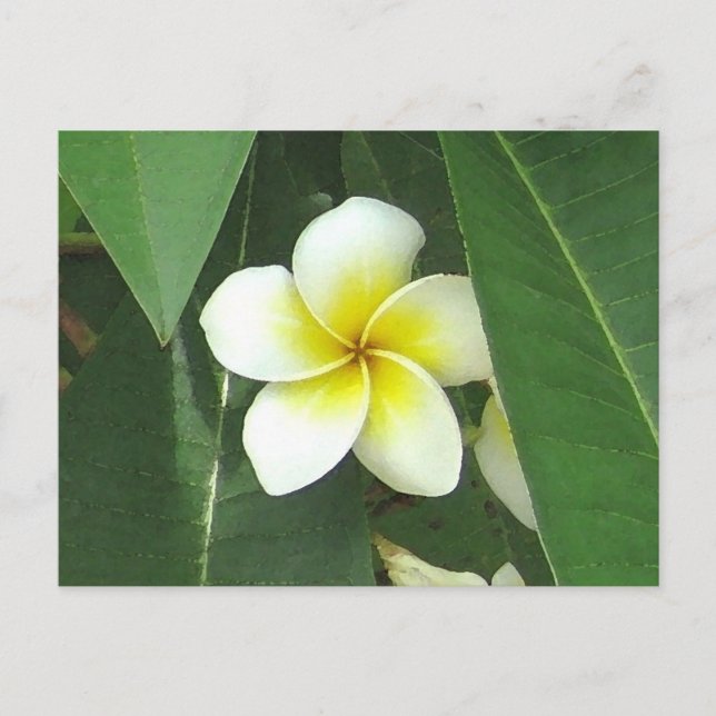 Plumeria Extreme Vykort (Framsida)