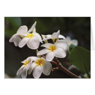 Plumeria Flower Hälsningskort