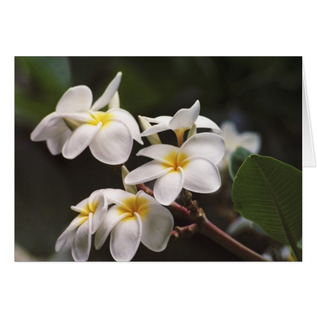 Plumeria Flower Hälsningskort (Framsidan Horizontal)