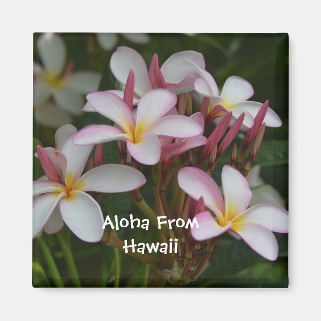 Plumeria Flower Magnet (Framsidan)