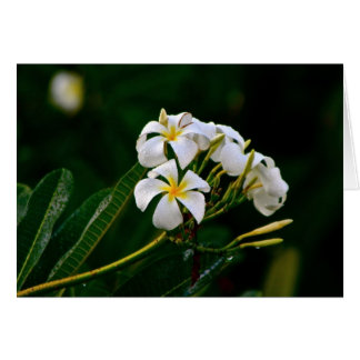 Plumeria Flower, Maui Hälsningskort