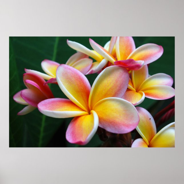 Plumeria Flower på Canvas! Poster (Framsidan)