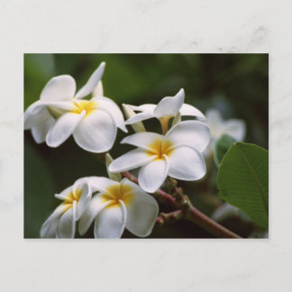 Plumeria Flower Vykort