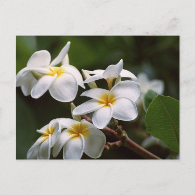 Plumeria Flower Vykort (Framsida)