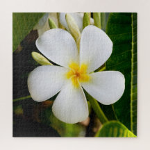 Plumeria Flowera med Löv