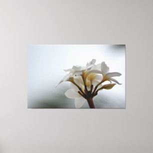 Plumeria Flowers Hawaii Canvastryck