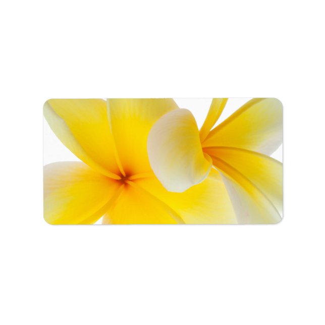 Plumeria Flowers Hawaiian White Gult Frangipani Adressetikett (Framsidan)