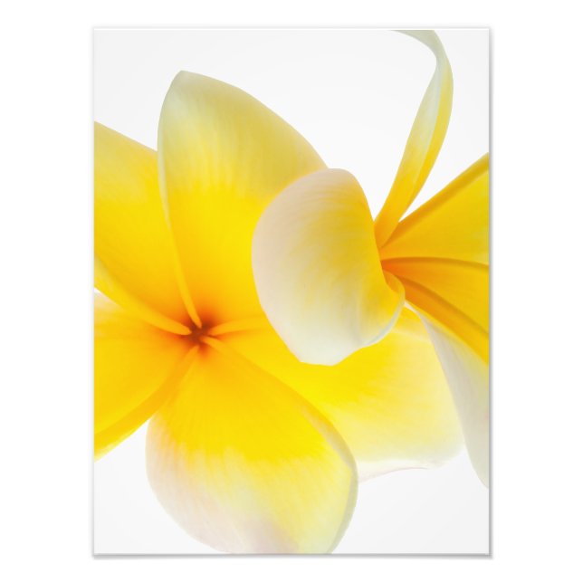 Plumeria Flowers Hawaiian White Gult Frangipani Fototryck (Framsidan)