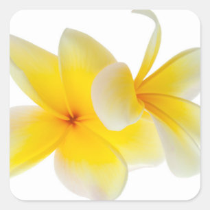 Plumeria Flowers Hawaiian White Gult Frangipani Fyrkantigt Klistermärke