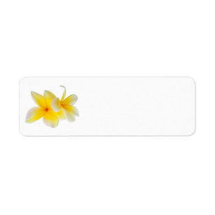 Plumeria Flowers Hawaiian White Gult Frangipani Returadress Etikett