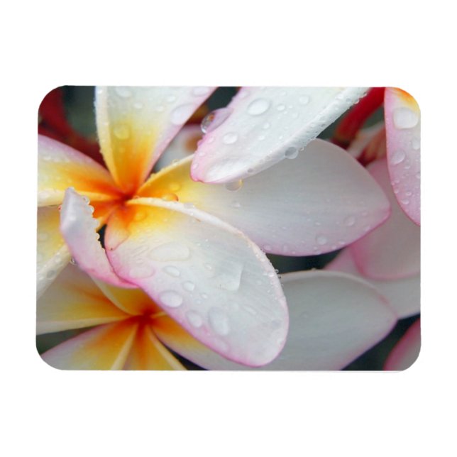 Plumeria Flowers Magnet (Horisontell)