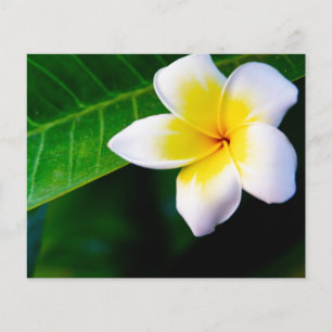 plumeria flygblad