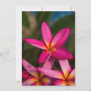 Plumeria för exotisk blomma inbjudningar