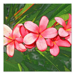 Plumeria Fototryck