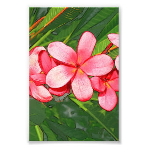 plumeria fototryck