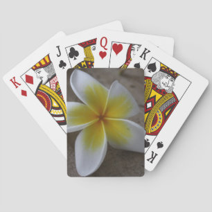 Plumeria - Frangipani Blommig Fotografi Kortlek