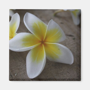 Plumeria - Frangipani Blommig Fotografi Magnet