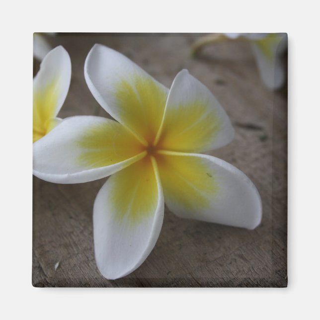 Plumeria - Frangipani Blommig Fotografi Magnet (Framsidan)