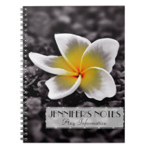 Plumeria Frangipani Hawaii Flower