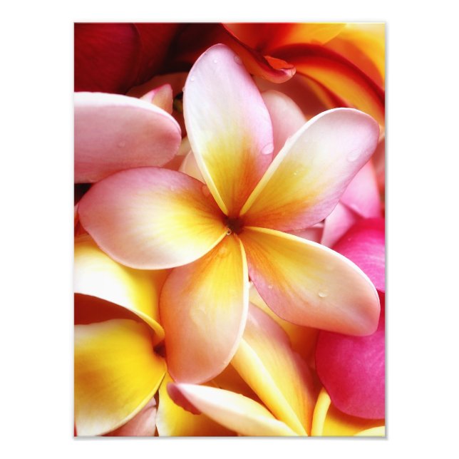 Plumeria Frangipani Hawaii Flower Customized Blank Fototryck (Framsidan)