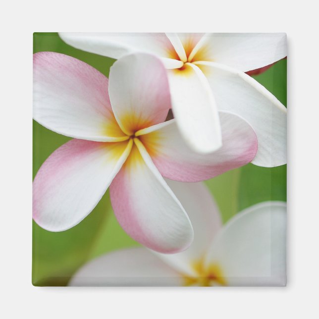 Plumeria Frangipani Hawaii Flower Customized Blank Magnet (Framsidan)