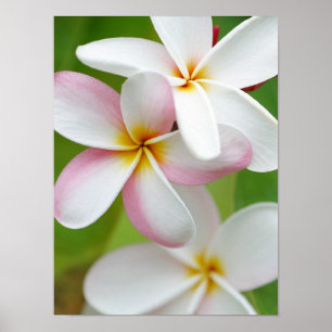 Plumeria Frangipani Hawaii Flower Customized Blank Poster