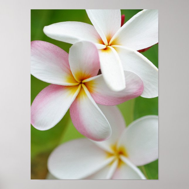 Plumeria Frangipani Hawaii Flower Customized Blank Poster (Framsidan)