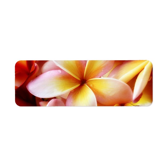 Plumeria Frangipani Hawaii Flower Customized Blank Returadress Etikett (Framsidan)