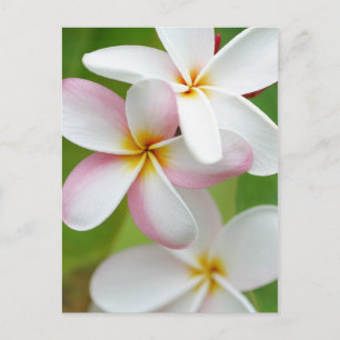 Plumeria Frangipani Hawaii Flower Customized Blank Vykort