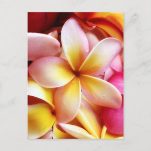 Plumeria Frangipani Hawaii Flower Customized Blank Vykort