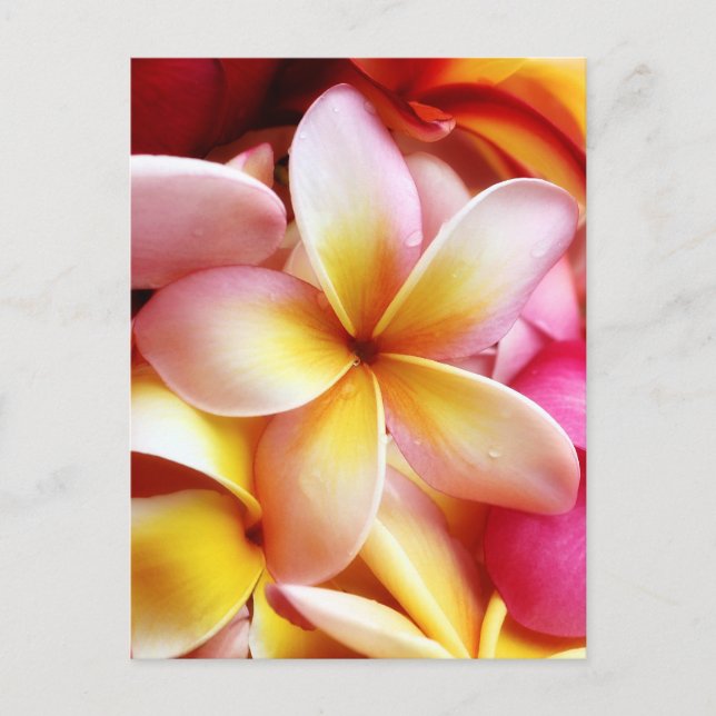 Plumeria Frangipani Hawaii Flower Customized Blank Vykort (Framsida)