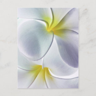 Plumeria Frangipani Hawaii Flower Customized Blank Vykort