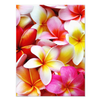 Plumeria Frangipani Hawaii Flower Customized Fototryck