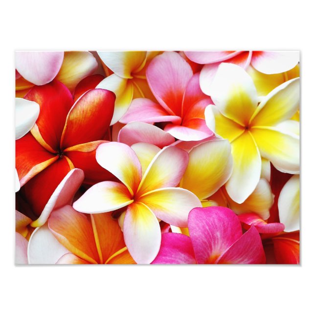 Plumeria Frangipani Hawaii Flower Customized Fototryck (Framsidan)