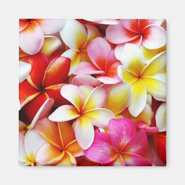 Plumeria Frangipani Hawaii Flower Customized Magnet (Framsidan)