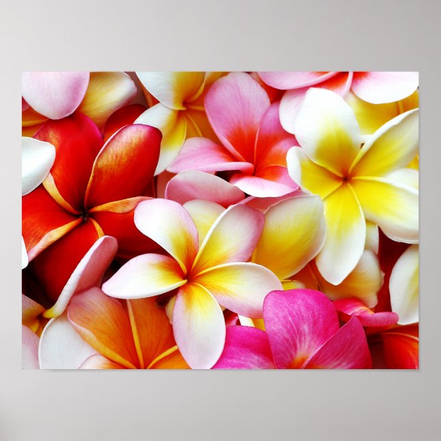 Plumeria Frangipani Hawaii Flower Customized Poster (Framsidan)