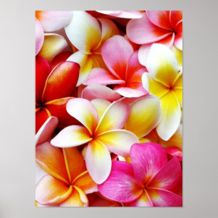 Plumeria Frangipani Hawaii Flower Customized Poster