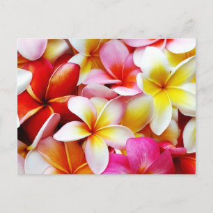 Plumeria Frangipani Hawaii Flower Customized Vykort