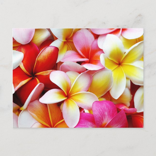 Plumeria Frangipani Hawaii Flower Customized Vykort (Framsida)