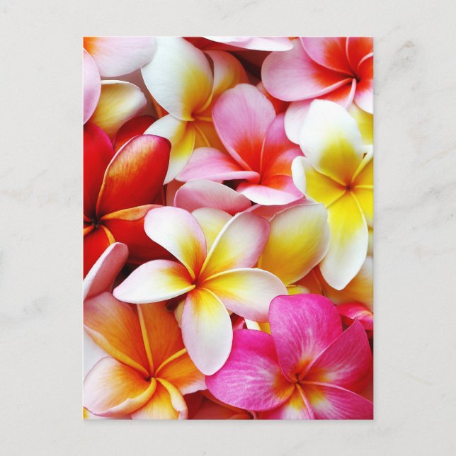 Plumeria Frangipani Hawaii Flower Customized Vykort (Framsida)