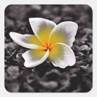 Plumeria Frangipani Hawaii Flower Fyrkantigt Klistermärke