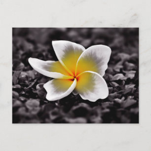 Plumeria Frangipani Hawaii Flower Vykort